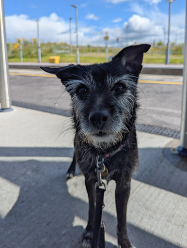 A small black terrier dog at Inverness Airport Station.
