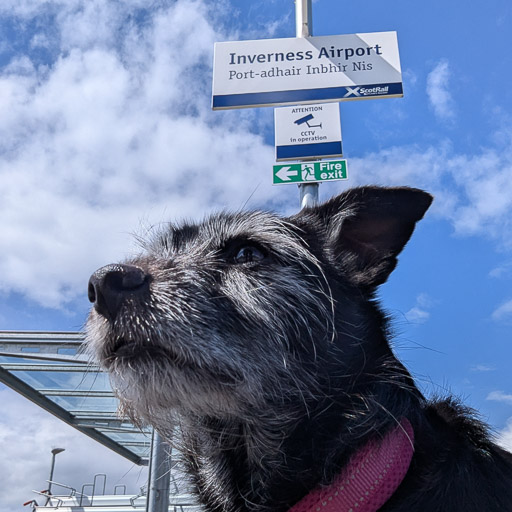 A small black terrier dog at Inverness Airport Station.