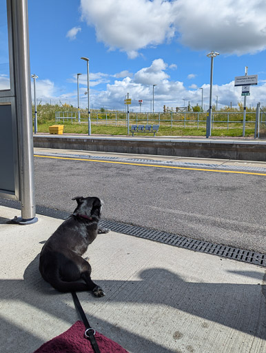 A small black terrier dog at Inverness Airport Station.