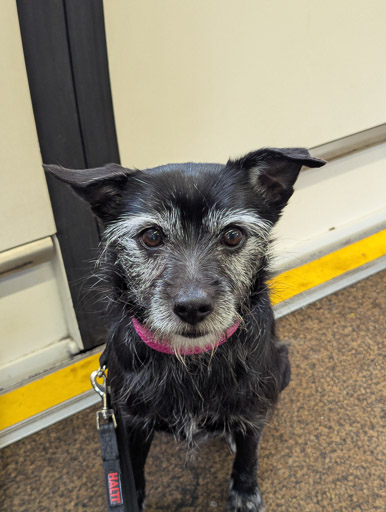 A small black terrier dog on a train between Inverness Airport and Inverness.