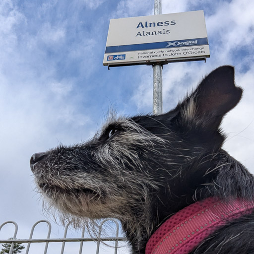 A small black terrier dog at Alness Station.