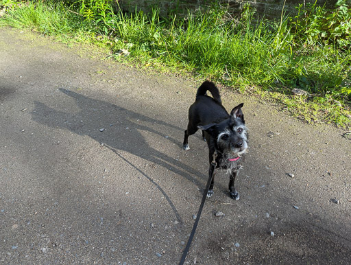 A small black terrier dog on a walk at Alness.