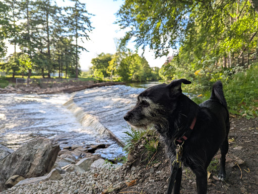 A small black terrier dog on a walk at Alness.