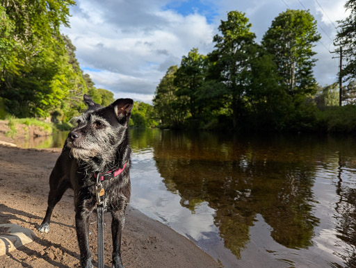 A small black terrier dog on a walk at Alness.