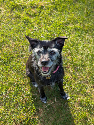 A small black terrier dog on a walk at Alness.