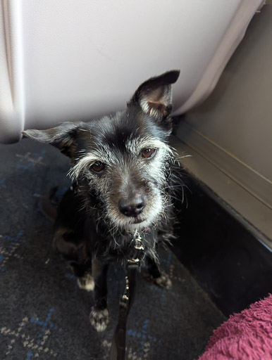 A small black terrier dog on a train between Alness and Lairg.