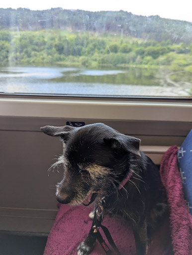 A small black terrier dog on a train between Alness and Lairg.