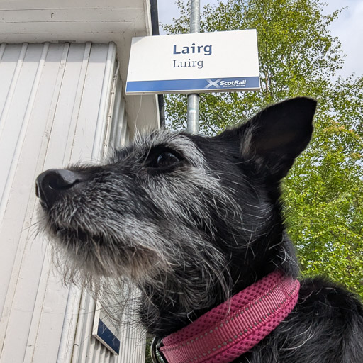 A small black terrier dog at Lairg Station.