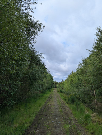 A small black terrier dog on a walk at Lairg.