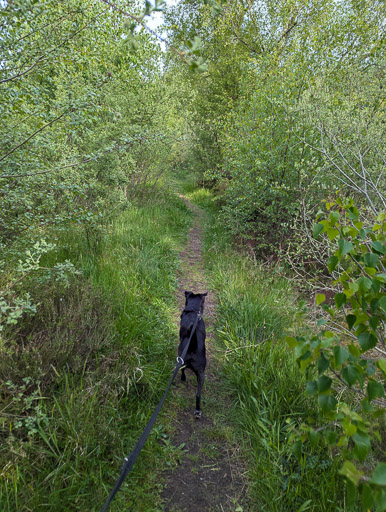 A small black terrier dog on a walk at Lairg.