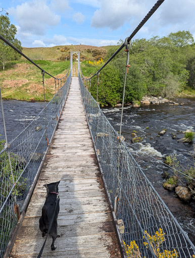 A small black terrier dog on a walk at Lairg.