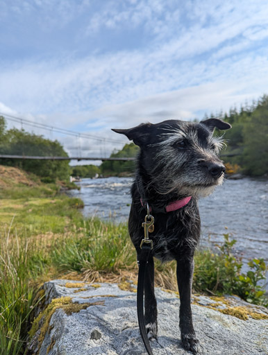 A small black terrier dog on a walk at Lairg.