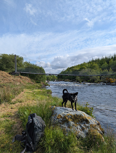 A small black terrier dog on a walk at Lairg.