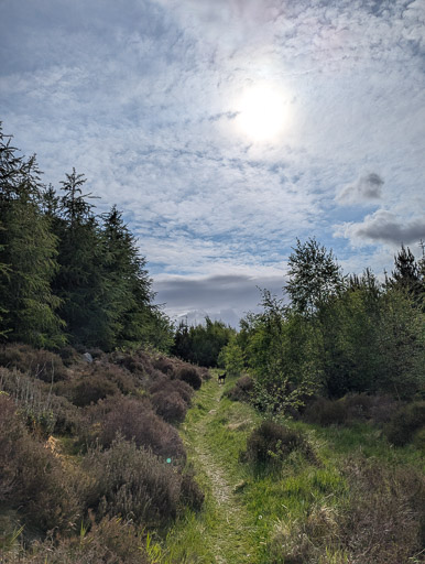 A small black terrier dog on a walk at Lairg.