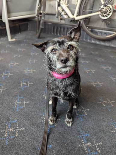 A small black terrier dog on a train between Lairg and Ardgay.