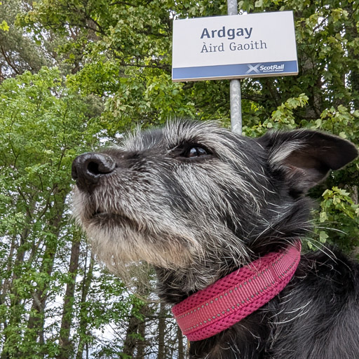 A small black terrier dog at Ardgay Station.