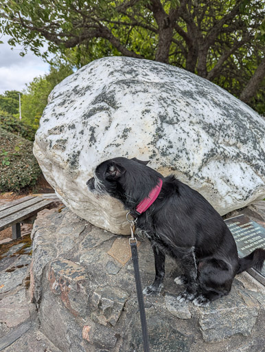 A small black terrier dog on a walk at Ardgay.
