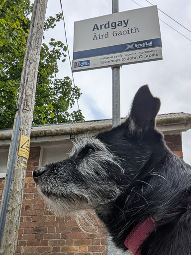 A small black terrier dog at Ardgay Station.