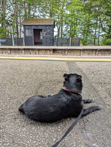 A small black terrier dog at Ardgay Station.