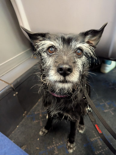 A small black terrier dog on a train between Ardgay and Thurso.