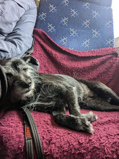 A small black terrier dog on a train between Ardgay and Thurso.