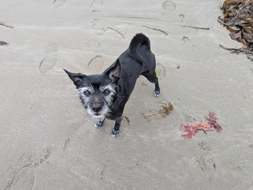 A small black terrier dog on a walk at Thurso.