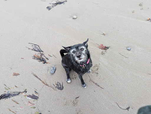 A small black terrier dog on a walk at Thurso.