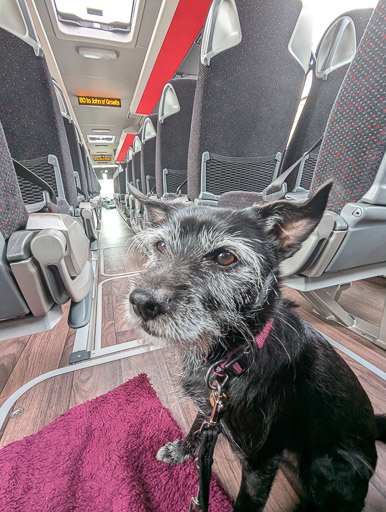 A small black terrier dog on a bus between Thurso and John o' Groats.