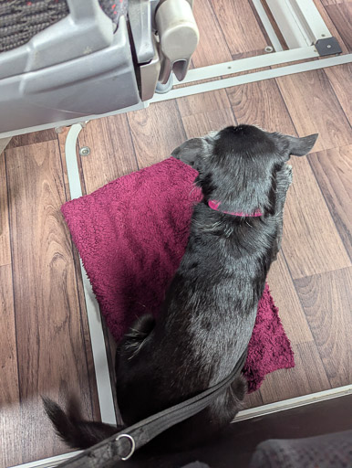 A small black terrier dog on a bus between Thurso and John o' Groats.