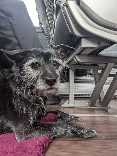 A small black terrier dog on a bus between Thurso and John o' Groats.