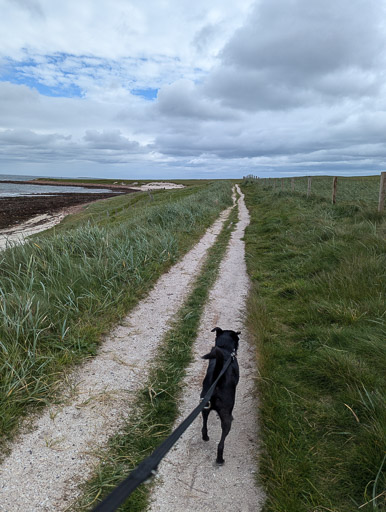 A small black terrier dog on a walk at John o' Groats.