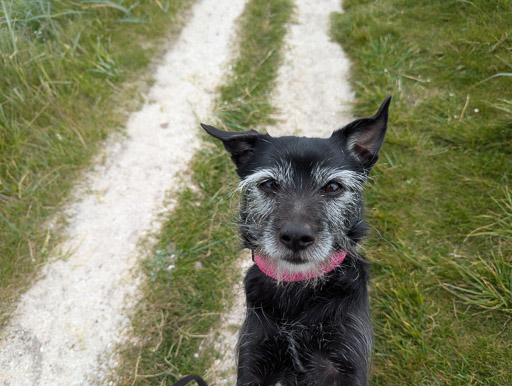 A small black terrier dog on a walk at John o' Groats.
