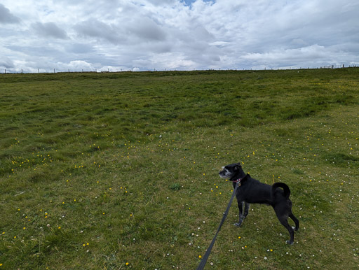 A small black terrier dog on a walk at John o' Groats.
