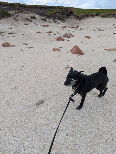 A small black terrier dog on a walk at John o' Groats.