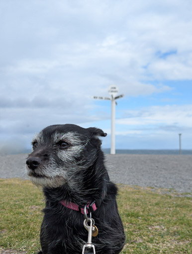 A small black terrier dog on a walk at John o' Groats.