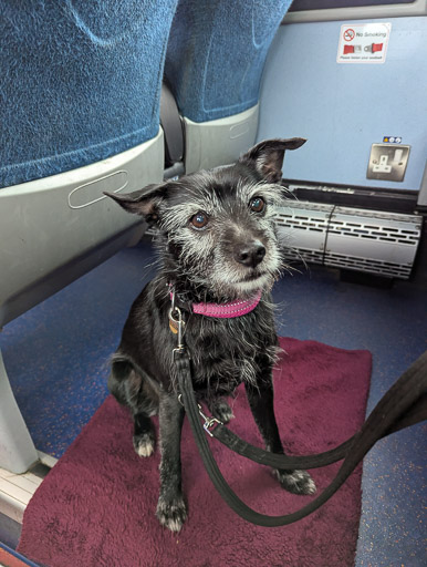A small black terrier dog on a bus between John o' Groats and Wick.