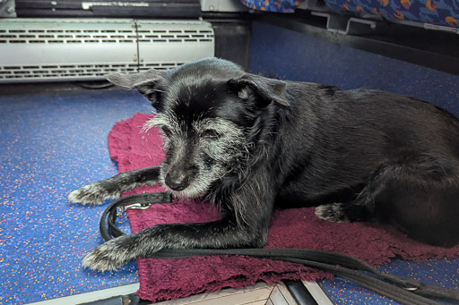 A small black terrier dog on a bus between John o' Groats and Wick.