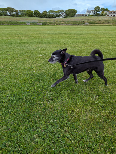 A small black terrier dog on a walk at Wick.