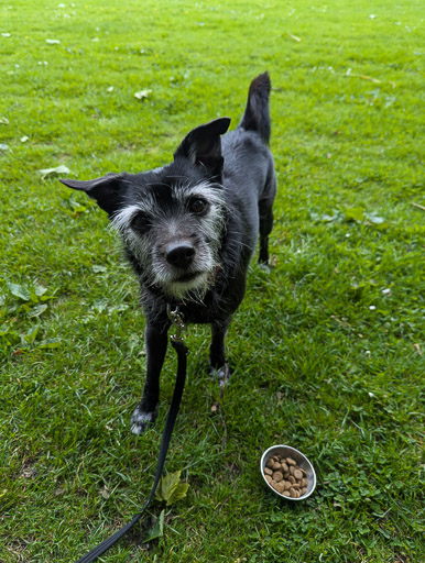 A small black terrier dog on a walk at Wick.