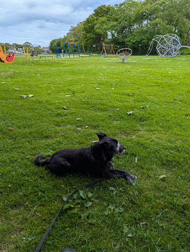 A small black terrier dog on a walk at Wick.