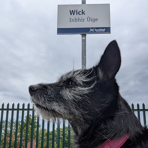 A small black terrier dog at Wick Station.