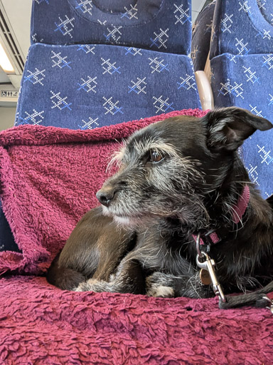 A small black terrier dog on a train between Wick and Thurso.