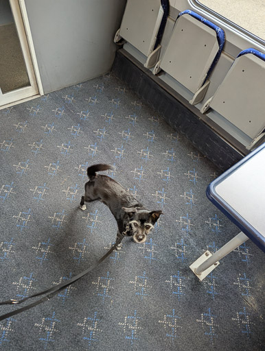 A small black terrier dog on a train between Wick and Thurso.