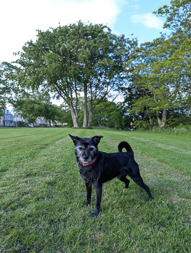 A small black terrier dog on a walk at Thurso.