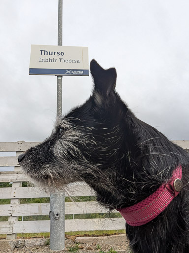 A small black terrier dog at Thurso Station.