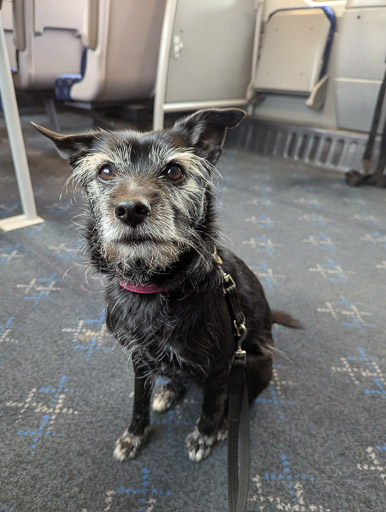 A small black terrier dog on a train between Thurso and Forsinard.
