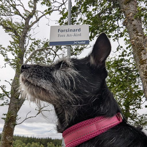 A small black terrier dog at Forsinard Station.