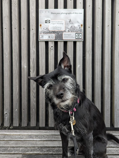 A small black terrier dog on a walk at Forsinard.