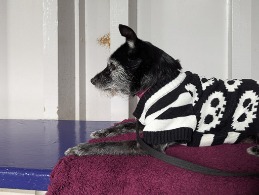 A small black terrier dog at Forsinard Station.
