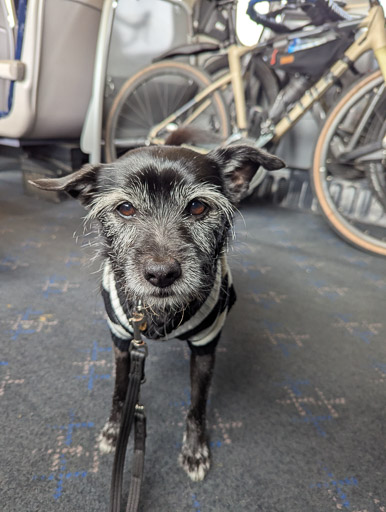 A small black terrier dog on a train between Forsinard and Kinbrace.